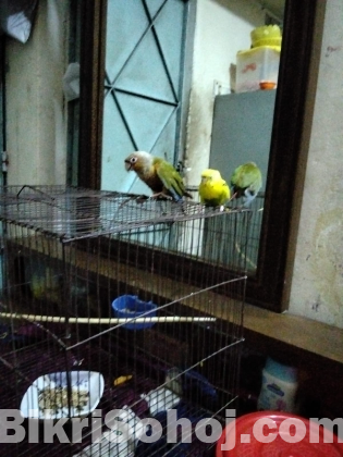 Them pineapple  cunur